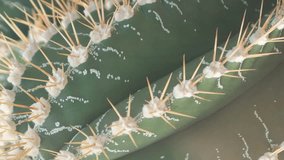 Close-up of a green cactus with large needles in a botanical garden. Plants are common in deserts. Vertical video - Powered by Shutterstock - Get 15% off with code: PIKWIZARD15