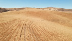 graceful flyover of golden fields of wheat near Dufur Oregon