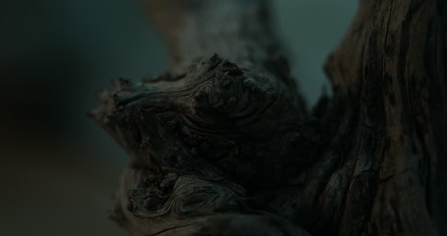 Gnarled Wood Textures in Natural Light. Close-up, shallow dof. Royalty-Free Stock Footage #3405552545