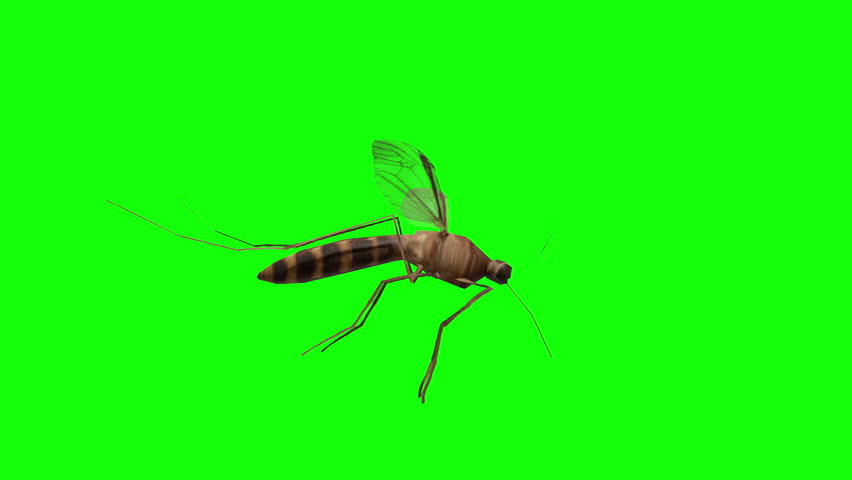 Mosquito 3D Flying 360 Degrees view turntable camera Isolated over Green Screen Background Transparent Chroma key 4k