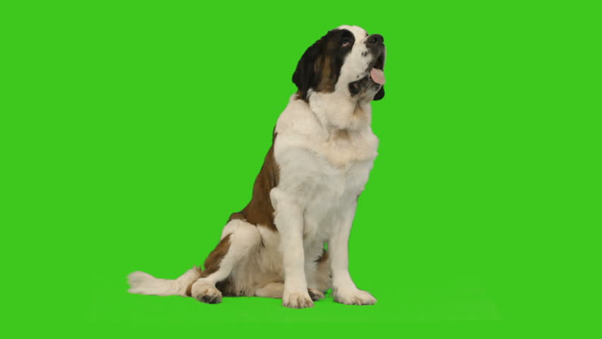 St. Bernard sits on a green screen Royalty-Free Stock Footage #34055962