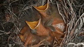 Witness the adorable miracle of life with this heartwarming video of baby birds peeking out from their nest, mouths agape for a meal. A captivating close-up view of nature's wonder.