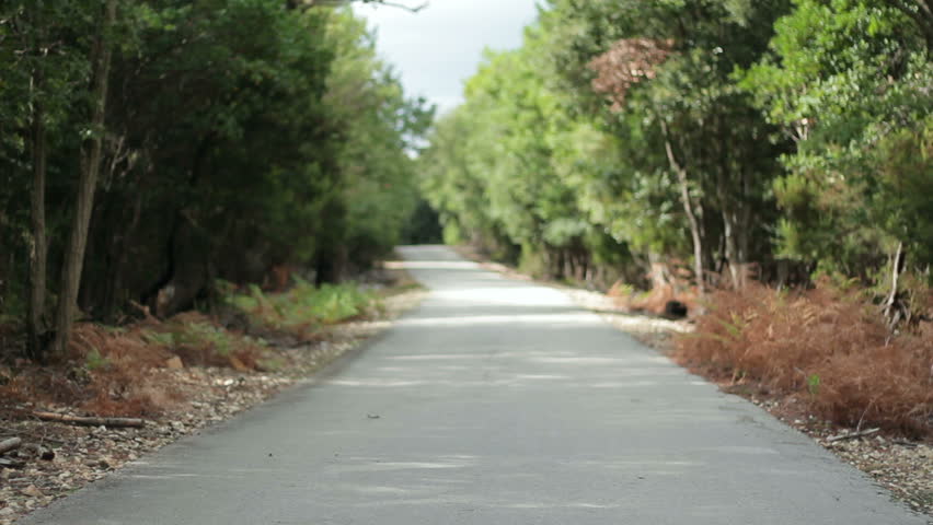 Man riding bicycle with his child in a bicycle trailer in the forest, rear view