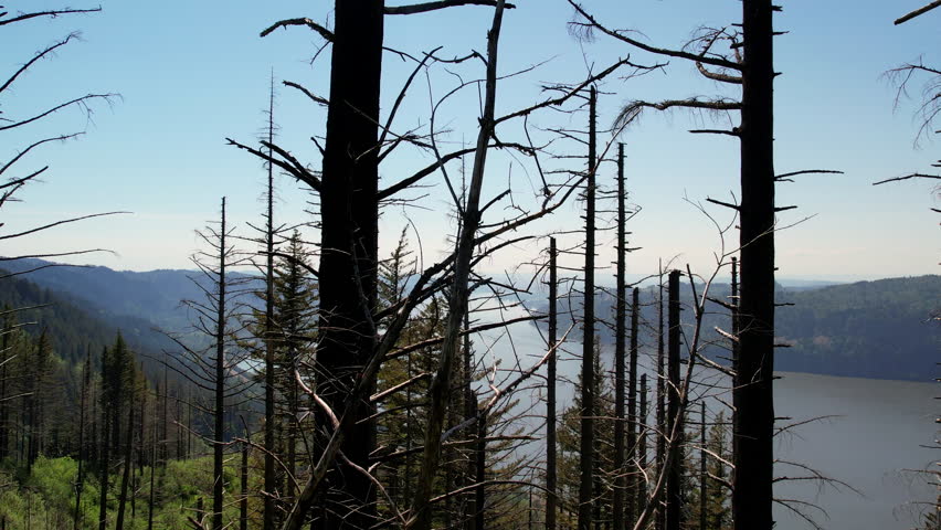 Drone video of trees and river in the Columbia river gorge