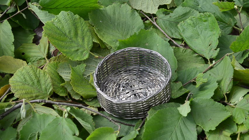 hand put ripe hazel nutwood cobnut nuts into wicker metallic dish.