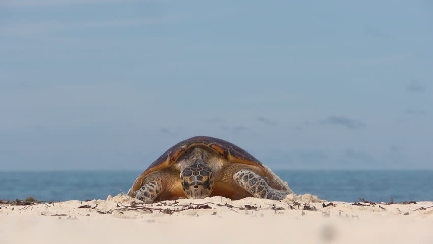 Turtle on her way to lay eggs Royalty-Free Stock Footage #34056826