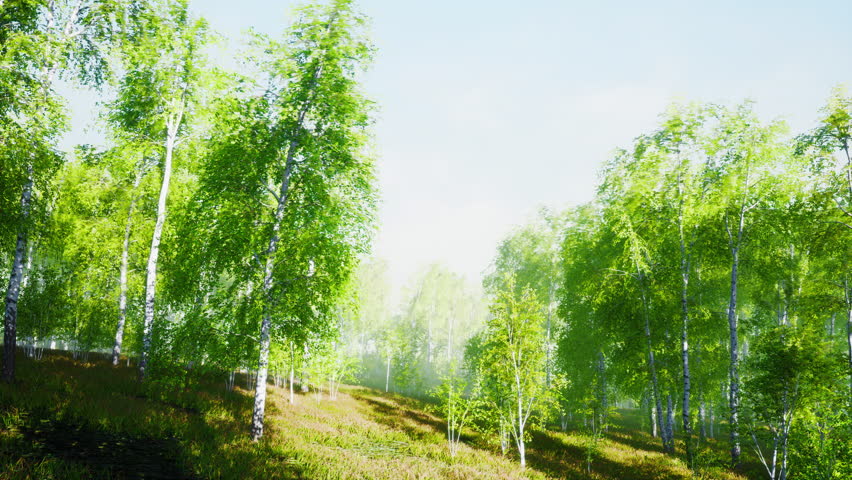 First spring greens in birch grove Royalty-Free Stock Footage #3405693503