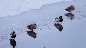 ducks standing on ice at lake. duck video sleeping on frozen lake. 4 duck on a row. nordic nature. video of ducks. duck reflection in lake