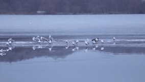 Birds resting on ice on lake with reflection. Cold winter day with birds resting on ice flake. Frozen lake with birds standing. wildlife on the lake. nordic nature video.