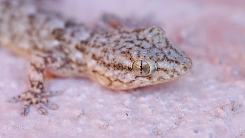 Tarentola mauritanica, known as the common wall gecko, closeup of the head. nature shoot