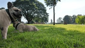 Happy french bulldog itching on grass field.
