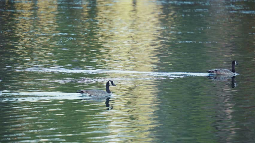 Geese on Yellowstone River with Water Reflection