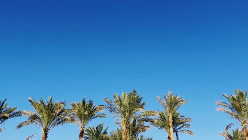 A green palm tree against a blue sky. Palm trees in the sunlight. View of palm trees against the sky with branches swaying in the wind - 4K video. Palm tree on the seashore view from below. Egypt 2022