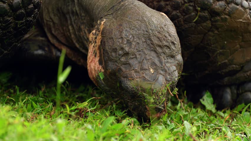 A giant tortoise (Chelonoidis niger porteri) eats grass in the wild on Santa Cruz Island in the Galápagos Islands. Royalty-Free Stock Footage #3405866949