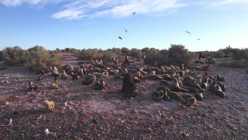 Drone Circulating around a large Sea Lion Colony resting on the sandy beach surround with seagulls at bahia bustamante