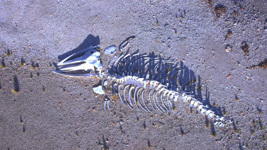 Zooming out and cinematic reveal from Sperm Whale skeleton to the view of the full beach and the sea of the Bahia bustamante