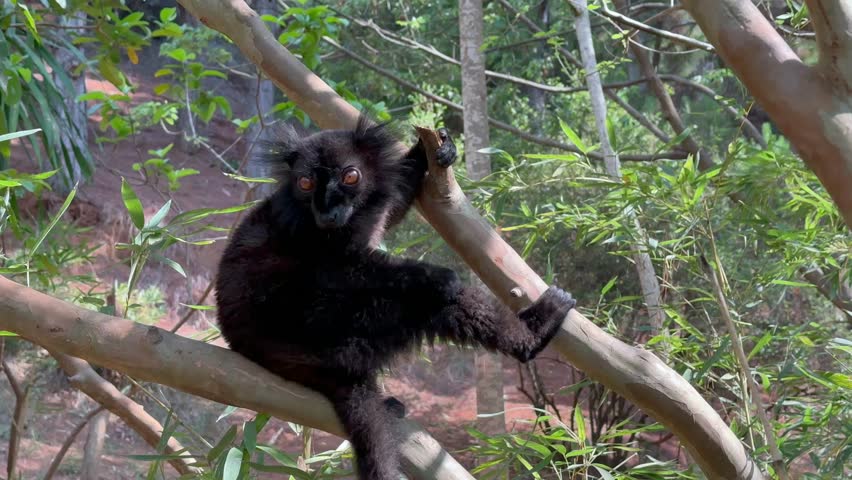 Male Black lemur (Eulemur macaco) sitting on a bamboo fence in Lemur's park. Katsaoka, Madagascar.