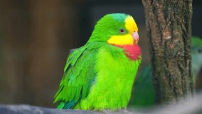 Video of Superb parrot in zoo