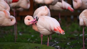 Video of Greater flamingo in zoo