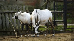 Video of Arabian oryx in zoo