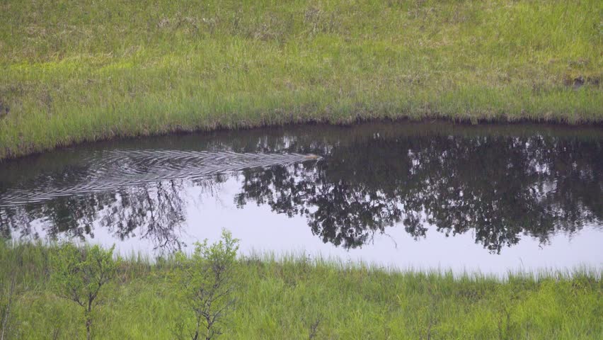Muskrat (Ondatra zibethrica introduced specie. Mammal expanded habitat from 1926 and reached circumpolar regions. Lake among anthropogenically disturbed tundra. Eats sedge. Kola Peninsula, E Scandinav