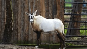 Video of Arabian oryx in zoo