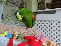 Tame parrot chewing green paper that has a treat hidden inside. Fun enrichment for this pet Hahn's macaw (diopsittaca nobilis) parrot. Handheld video.