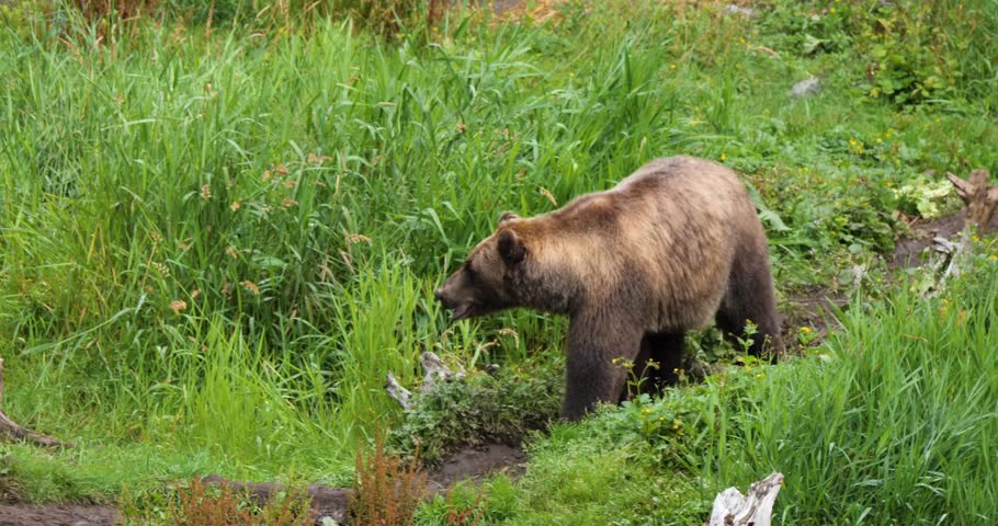 Brown bear walking through the forest, Alaska.