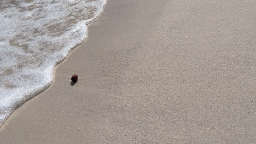 Sea waves thrown ashore big plant seed from distant lands. Long ocean waves with transparent clear water washing sandy beach. Migration of various plant species in nature by sea, water way concept.