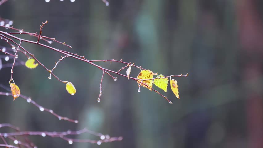 Shutterstock video thumbnail