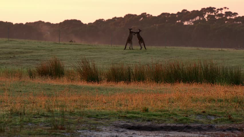 Two kangaroos fighting whilst eating in the early hours of the morning in Western Australia.