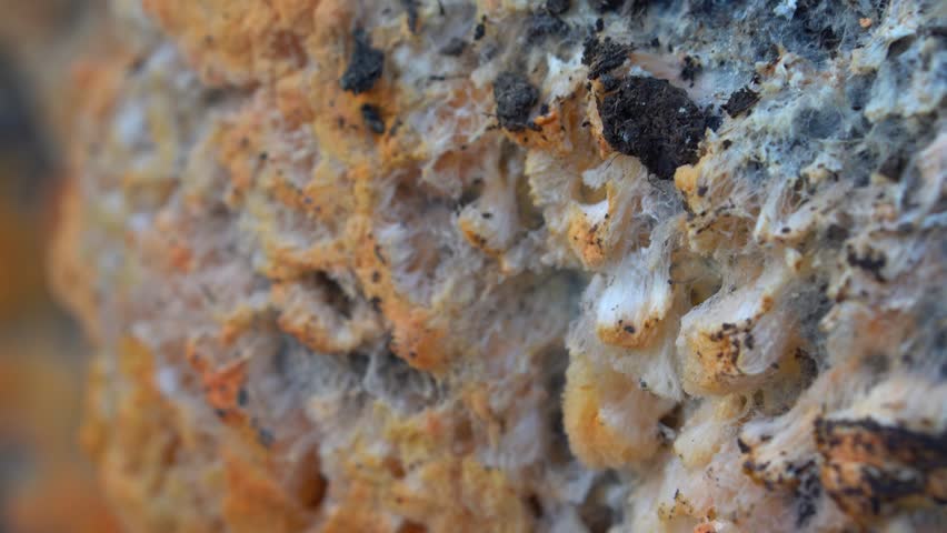 Shutterstock video thumbnail