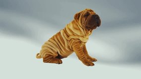 Chinese Shar Pei Puppies pet cute video with beautiful backgrounds.
 Wrinkled tiny cute dog pups.