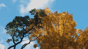 The video showcases a mesmerizing sight of autumn foliage set against a backdrop of the clear, blue sky. Painting nature's canvas with hues of red, yellow and orange.