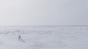 Saiga in winter during the rut. A male of Saiga antelope or Saiga tatarica walk in snow - covered steppe in winter. Antelope migration. Walking with wild animals, slow motion video