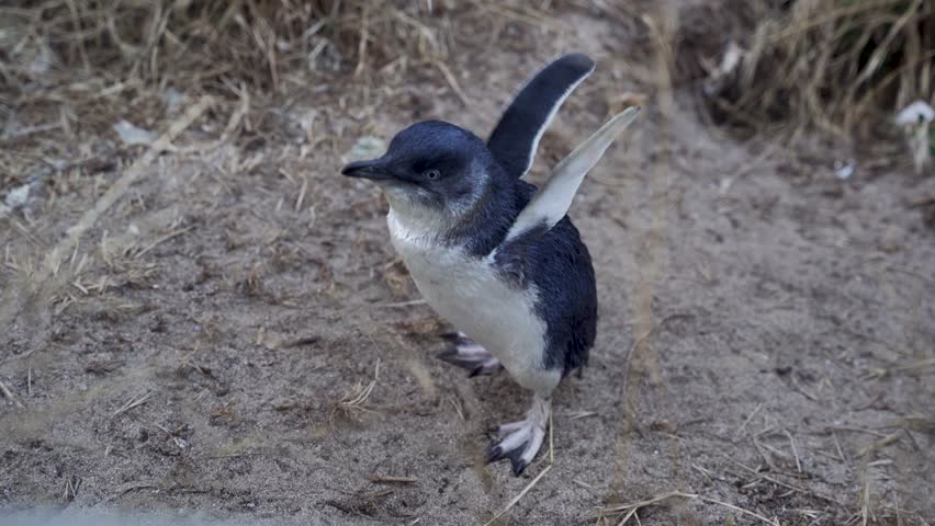 Penguins in Phillip Island Australia are flapping their wings.