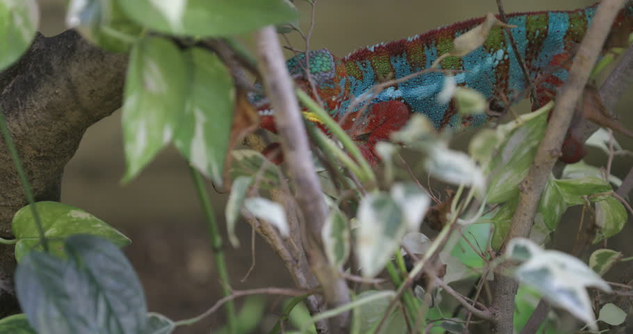 Madagascar Chameleon: The Panther Chameleon (Furcifer pardalis) blends seamlessly among leaves, showcasing its remarkable color adaptation in the lush foliage. Royalty-Free Stock Footage #3406107039