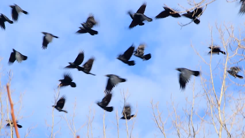 Black crows on branches and in flight, hand held real time video.