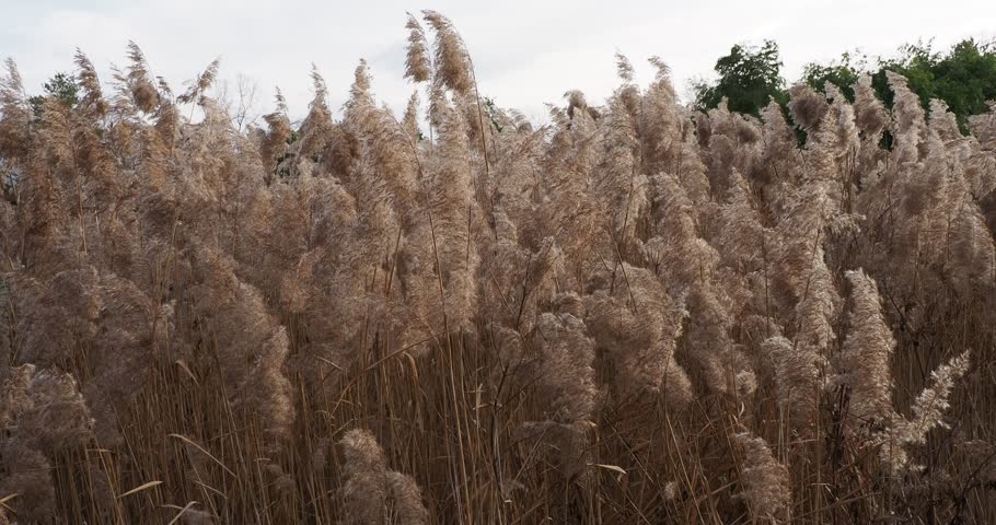 Dense thickets of withered vegetation of phragmites australis or Common reeds along a shoreline of wetland area in a park as ornamental plant 