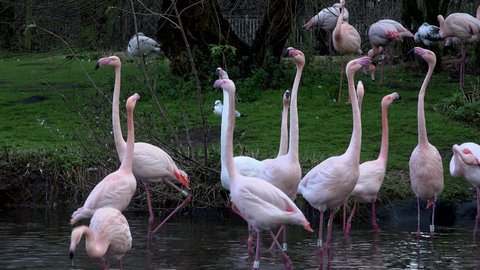 Flamingos in comical moves walking around 4K