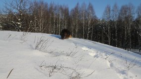 German Shepherd Dog running in the snow in winter