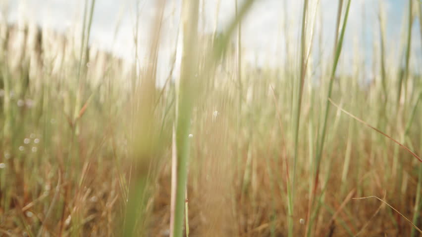 Tall Grass in the Forest with Dew Drops Under the Beams of the Morning Sun. Dolly slider macro Royalty-Free Stock Footage #3406145759