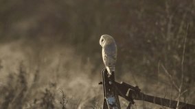 A hunting Barn Owl (Tyto alba) perched on farming machinery at dusk.	