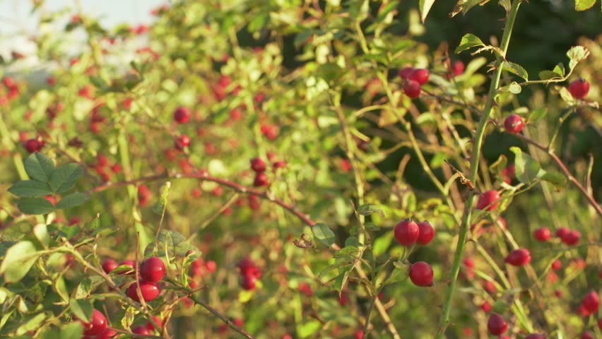 Sun shines on small shrub with red rosehips, closeup detail (Rosa Canina - dog rose - fruits). Used in herbal medicine and as food for being rich in antioxidants and vitamin c Royalty-Free Stock Footage #3406392231