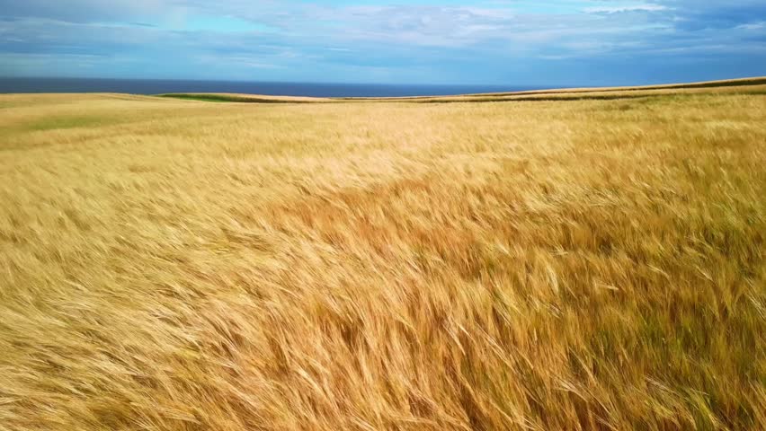 Aerial drone view of wheat fields moving by wind. Farmland crop, agriculture harvest. Isle of Skye in Scotland. Royalty-Free Stock Footage #3406434981
