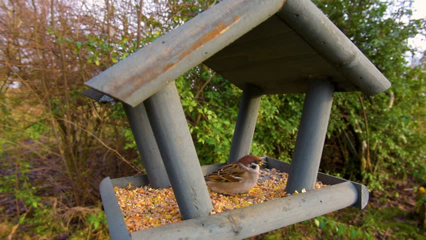 Beautiful small garden bird feeding in winter time in bird feeder