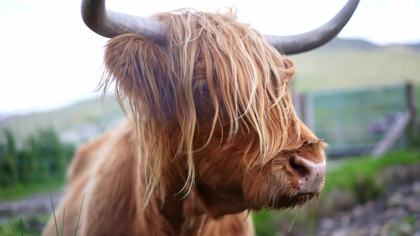 Highland cattle, iconic breed of Scottish cow, cattle in Highlands of Scotland. Farm field in Isle of Skye landscape. 
