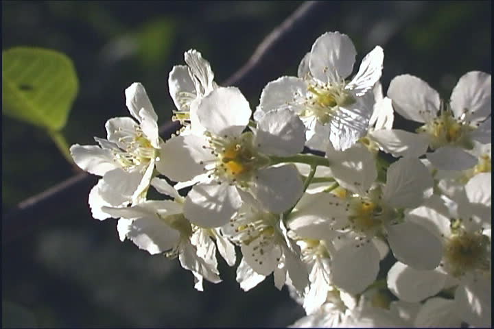 White flowering close.