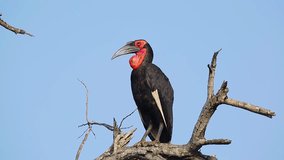 Southern Ground Hornbill making sound isolated in blue sky in Kruger National park, South Africa ; Specie Bucorvus leadbeateri family of Bucerotidae