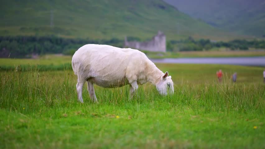 Sheep grazing grass in Scotland, Kilchurn Castle in the background. Historic medieval castle ruins. Travel destination, tourism landmark in UK.